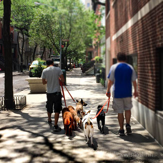 Hundesitter New York City Hunde Gassi gehen Hundeleine
