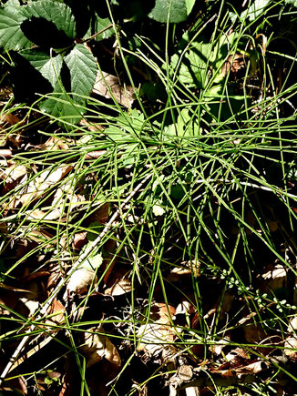 Acker-Schachtelhalm - Equisetum arvense; nicht sporangientragender, grüner und beasteter Stängel, bei Karlsbad-Ittersbach (G. Franke)