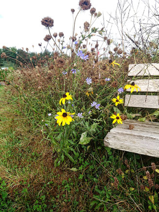 an der NABU-Blühfläche im Gartenzentrum Jansen bei Karlsbad-Spielberg (G. Franke, 06.09.2024)