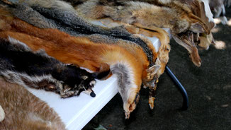 Tierische Mode - Blutige Mode - Tierfelle für Pelzproduktion- fairani