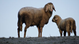 Tierische Mode - Blutige Mode - Schafsmutter mit Lamm auf der Weide - fairani