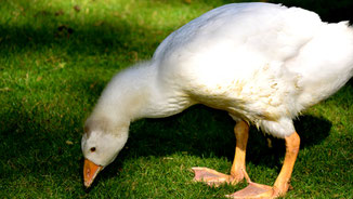 Tierische Mode - Blutige Mode - Junge Gans auf Wiese - fairani