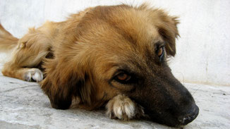 Tierische Mode - Blutige Mode - Süßer Hund - Mein Pelz gehört mir! - fairani