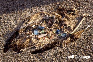 誤飲したプラスチックで消化管が詰まり死亡したウミドリ