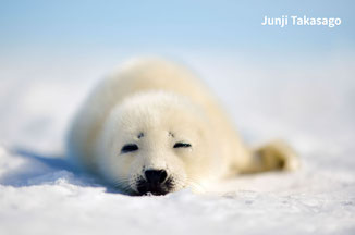 氷の上で生育するタテゴトアザラシの赤ちゃん
