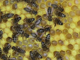 Bienen beim Larven füttern