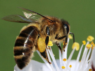 Sammeln von Pollen auf einer Marillenblüte