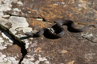 Vipère de Seoane — Vipera Seoanei (Lataste, 1879)
