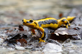 Salamandre tachetée — Salamandra salamandra (Linnaeus, 1758)