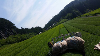 川根　静岡県の有機栽培茶　樽脇園　無農薬　無化学肥料　オーガニック 　茶園