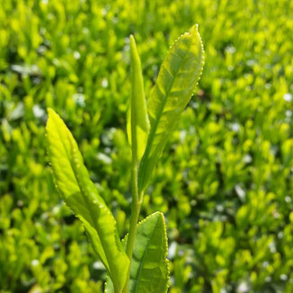 川根の有機栽培茶　樽脇園　お茶