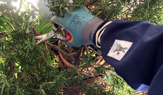 So gut wie Rosenhandschuhe - Ärmelinge sind der ideale Schutz der Unterarme bei der Gartenarbeit.