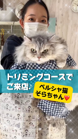 猫ちゃんトリミングイメージ猫ちゃん２