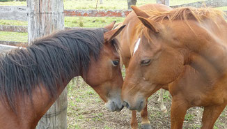 Wenn Pferde Freundschaften schließen