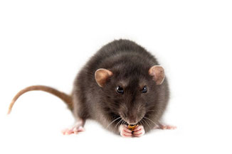 Rat Noir