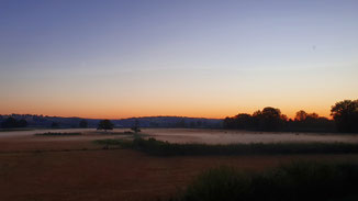 Die Shilouetten der Charolais-Rinder sind im morgendlichen Bodennebel fast nicht sichtbar.