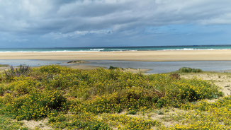 Feiner Sandstrand mit bunten Blumen vo dem schäumenden Atlantik.