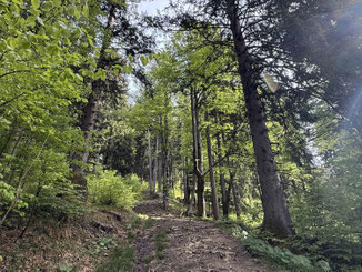Schöne Wege durch den Wald