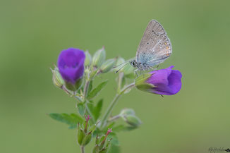 Zwart Blauwtje | Geranium Argus