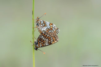 Steppe Parelmoer