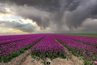 Zuid-Holland