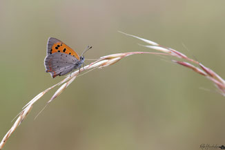 Kleine Vuurvlinder