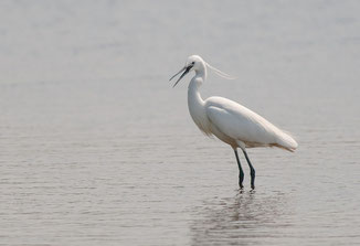 Zilverreiger