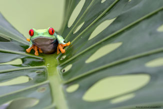 Exotic Frog's