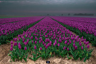 Zuid-Holland | Zuid Beijerland | Tulpen