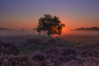 Noord-Brabant | Loonse & Drunense Duinen