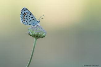 Klein Tijm Blauwtje | Baton Blue