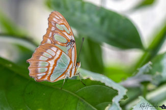 Malachiet Vlinder