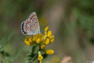 Vals Heideblauwtje | Idas Blue