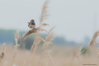 Blauwborst