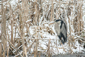 Blauwe Reiger