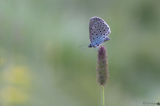 Tijm Blauwtje | Large Blue