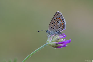 Esparcette Blauwtje | Chapman's Blue