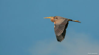 Purper Reiger