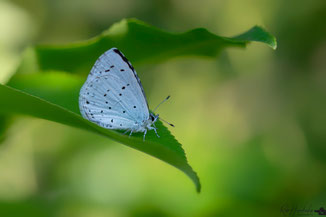 Boom Blauwtje | Holly Blue