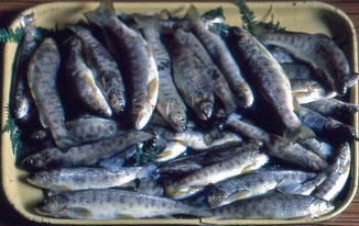Truites pêchées au toc - Ruisseau de Pinara - Années 1960