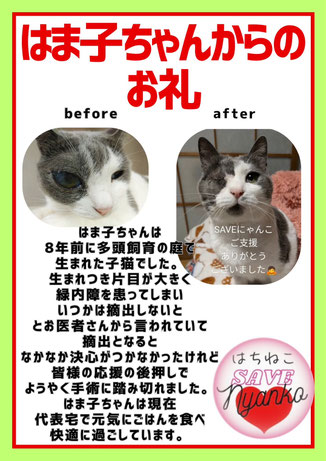 💖はちねこ SAVE Nyanko プロジェクト - はちねこ