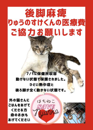 💖はちねこ SAVE Nyanko プロジェクト - はちねこ