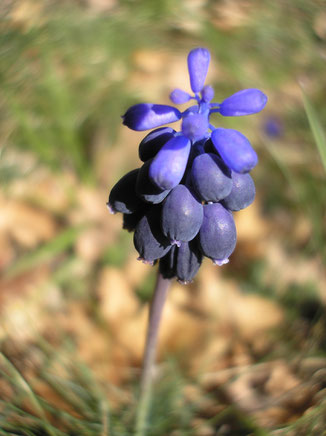 muscari (crédit photo A-M Uyttenbroeck)