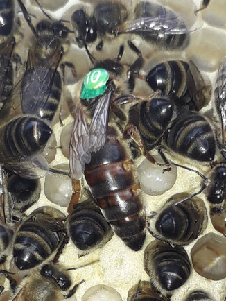 Reine et ouvrière de Apis mellifera mellifera, marqage d'une pastille en opalith verte avec le numéro de dossard 10