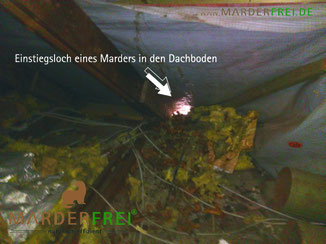 Marder Marderkot Marderlosung Dachboden Dachgaube Mader Marda Marderfrei Marderabwehr