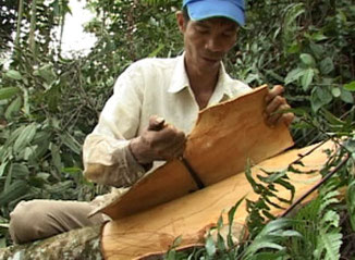 Organic cinnamon bark cut by hand for Sweetfeet