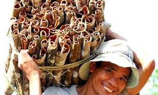 Organic cinnamon carried from the forest