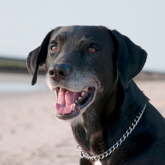 manipi Hundetraining