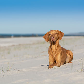 Hund Strand