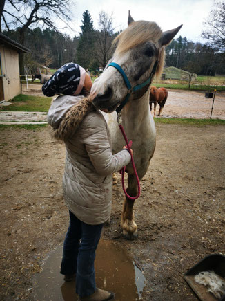 Ein Pferd gut putzen bedeutet Zeit und Vertrauen